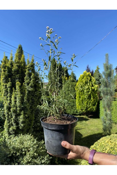 Деревій цілолистий - 2л/вис.30-50см/Ø20-30см